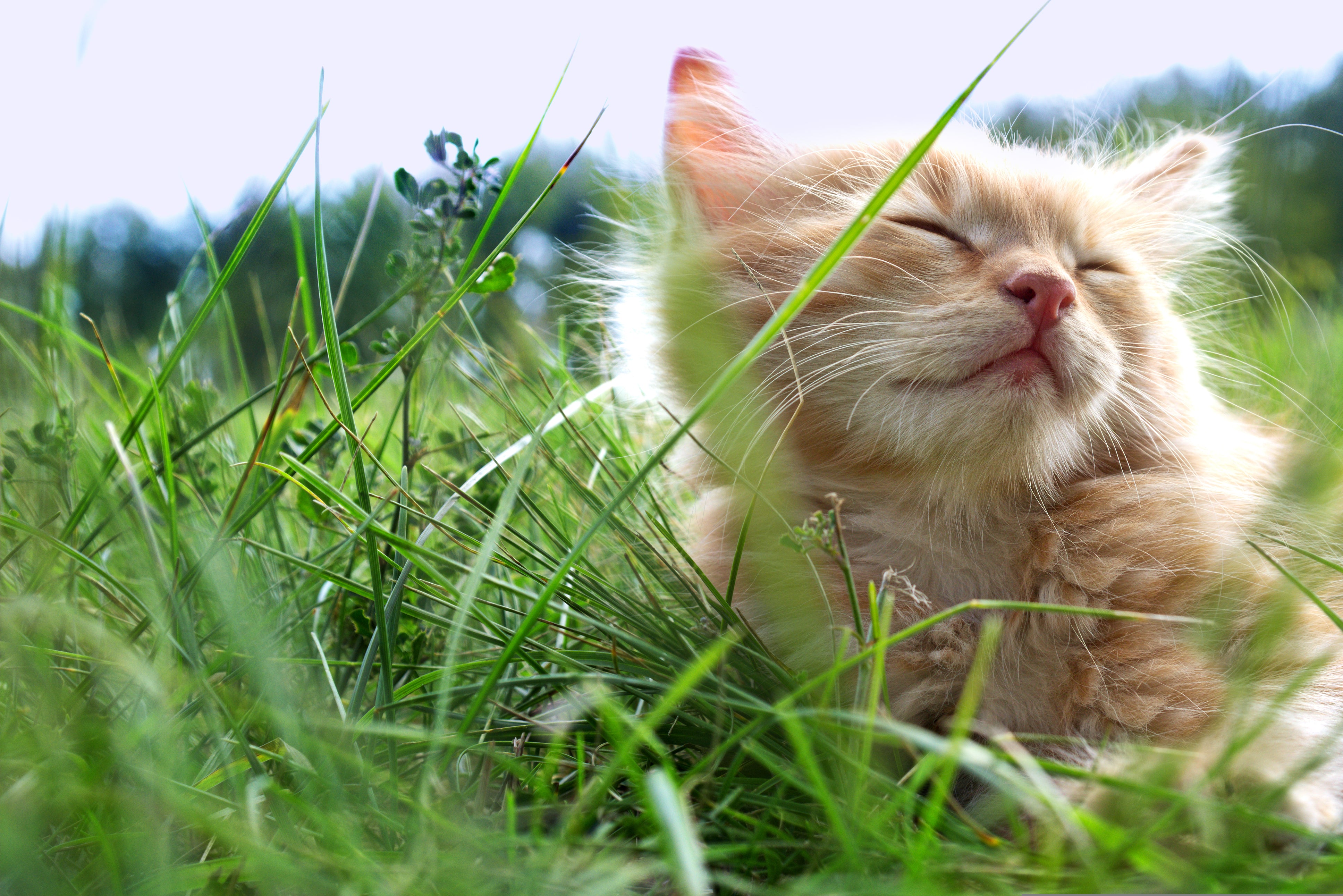 spring-allergies-in-cats-and-how-to-manage-them-rufus-coco-australia