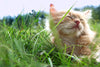 Spring Allergies in Cats and How to Manage Them