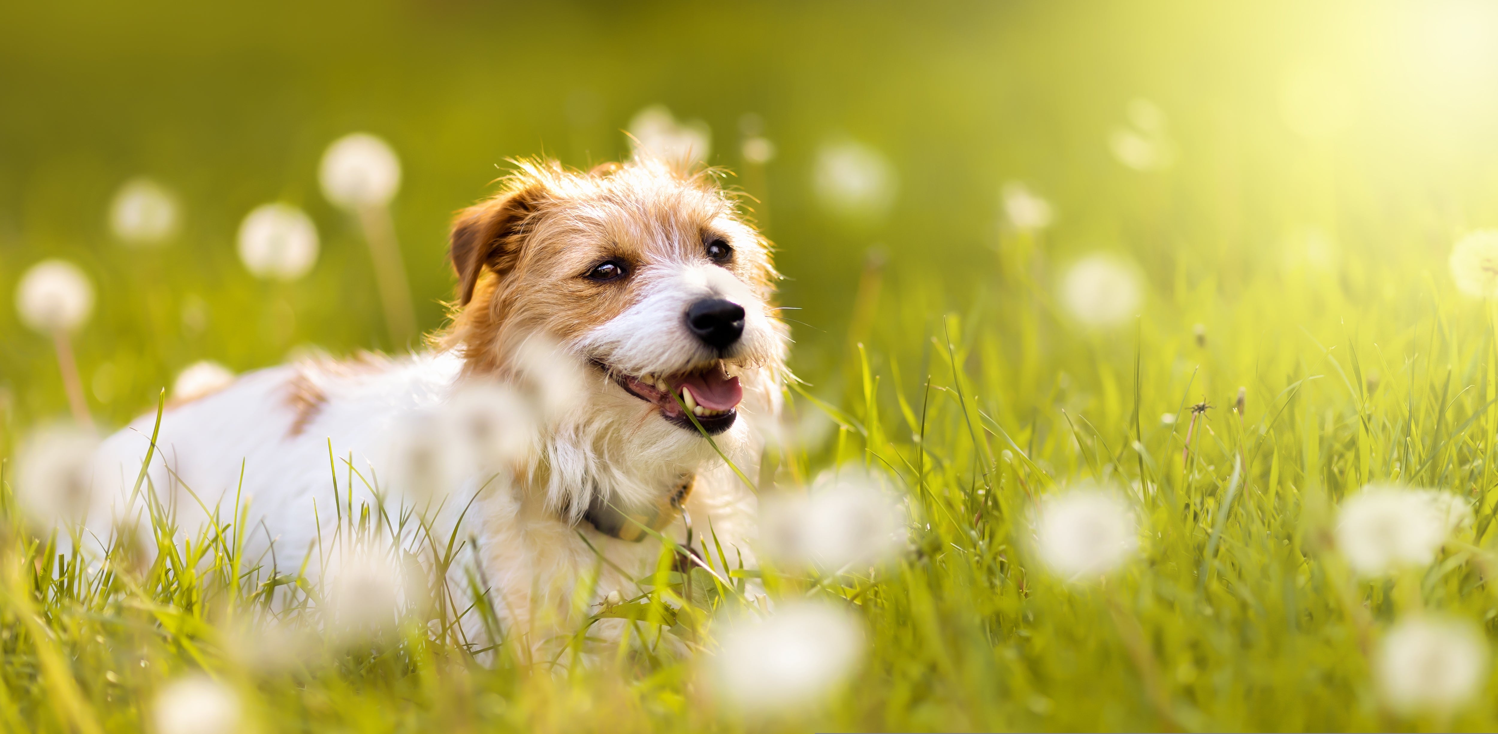 Spring Allergies in Dogs and How to Manage Them– Rufus & Coco Australia