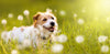 Spring Allergies in Dogs and How to Manage Them