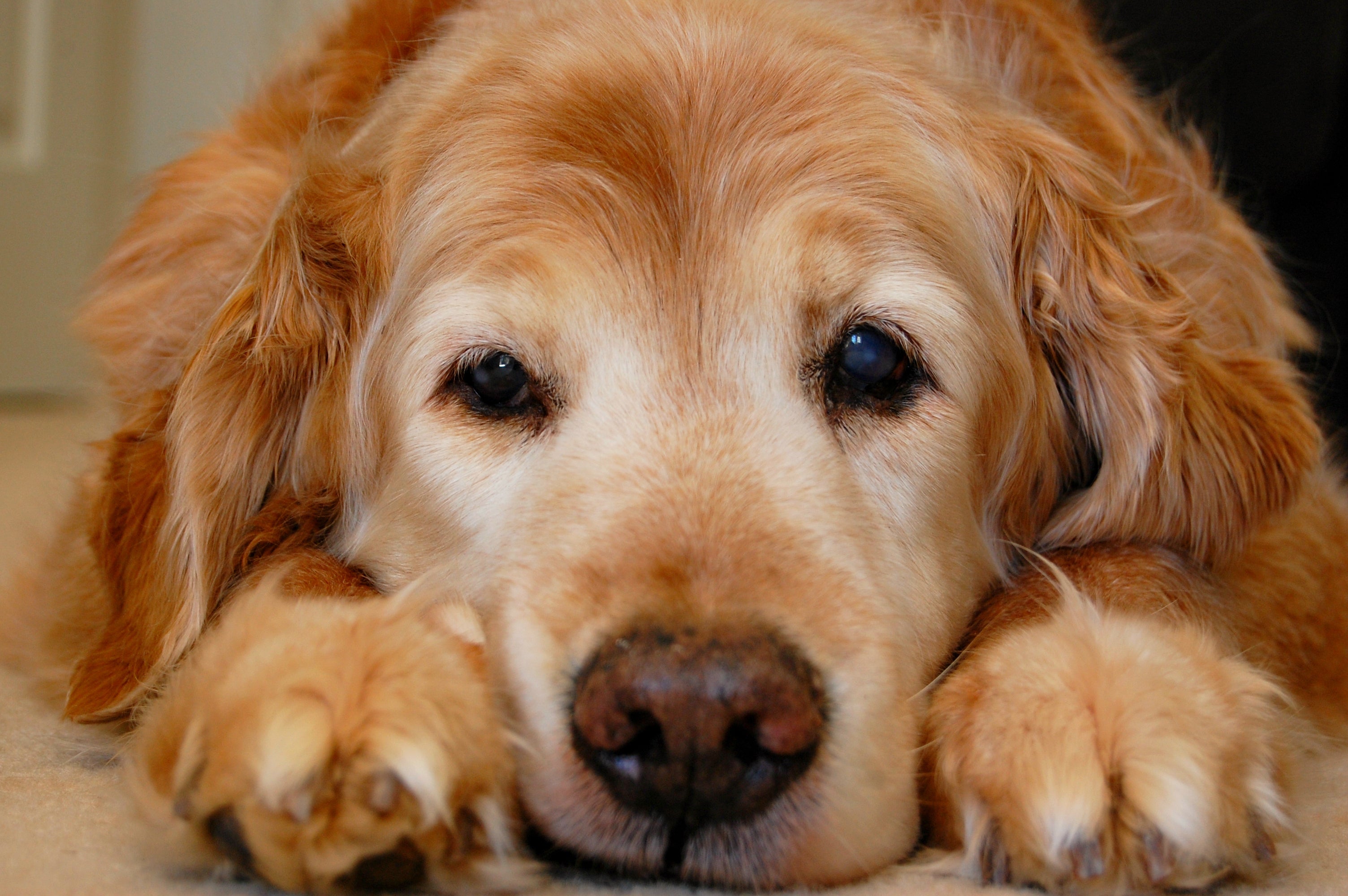 5 Ways to Recognise Signs of Dog Aging | Rufus & Coco Australia