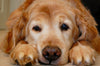 5 Ways to Recognise Signs of Dog Aging