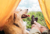 5 Fun Activities You Can Do With Your Dog This Fall