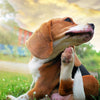 What to Feed Dogs With Skin Allergies?