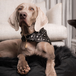 Rose Bay Dog ID Tag - Rufus & Coco Australia