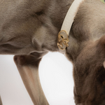 Balmain Leather Dog Collar - Rufus & Coco Australia