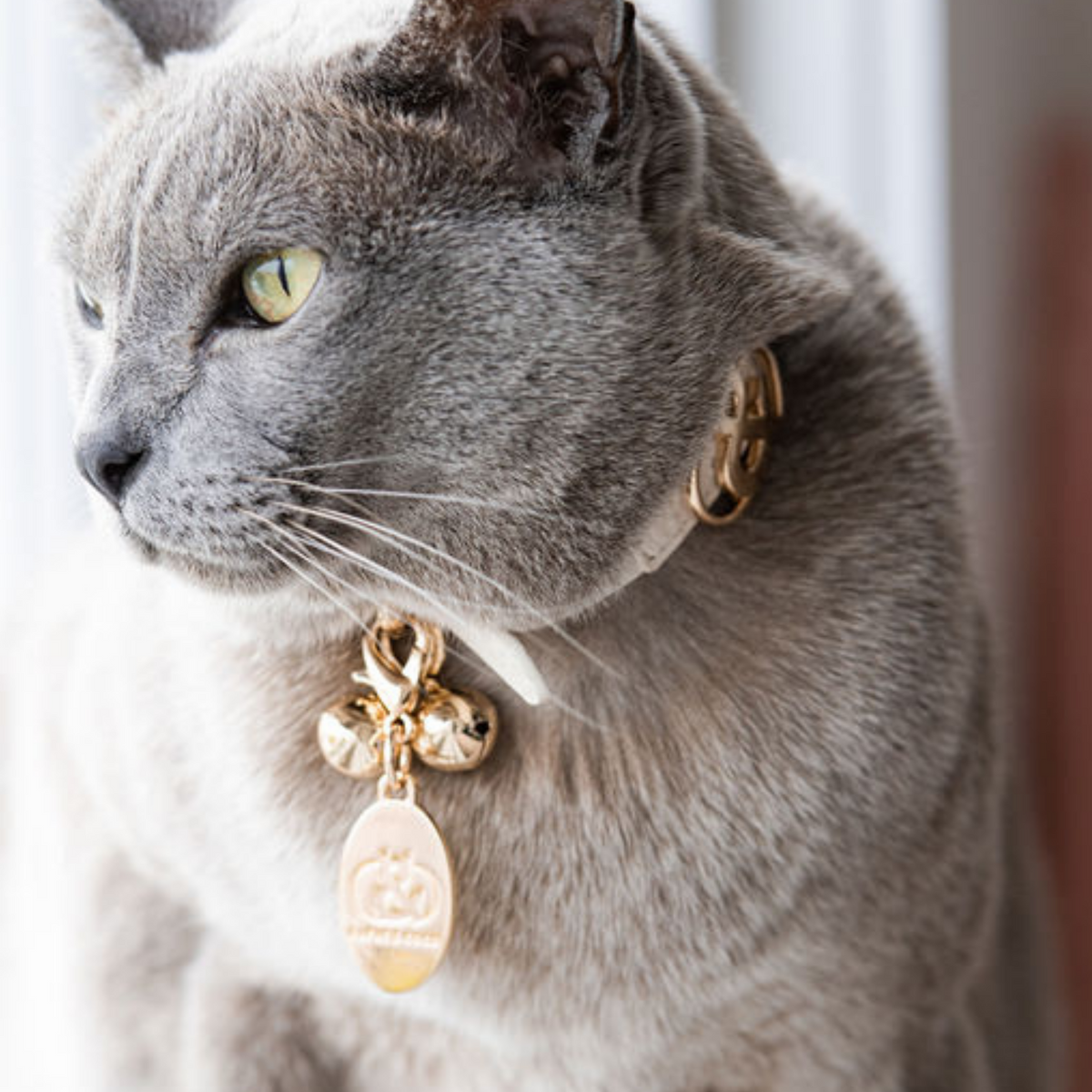 Silver top cat collar