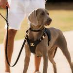 Coogee Leather Pet Harness - Rufus & Coco Australia