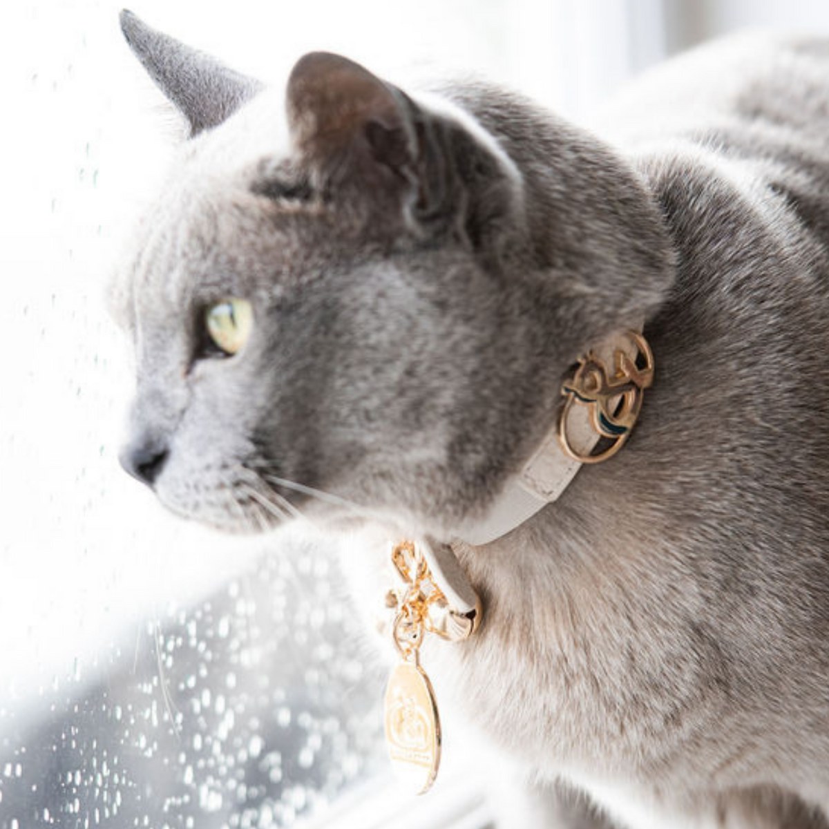 Balmain Leather Cat Collar
