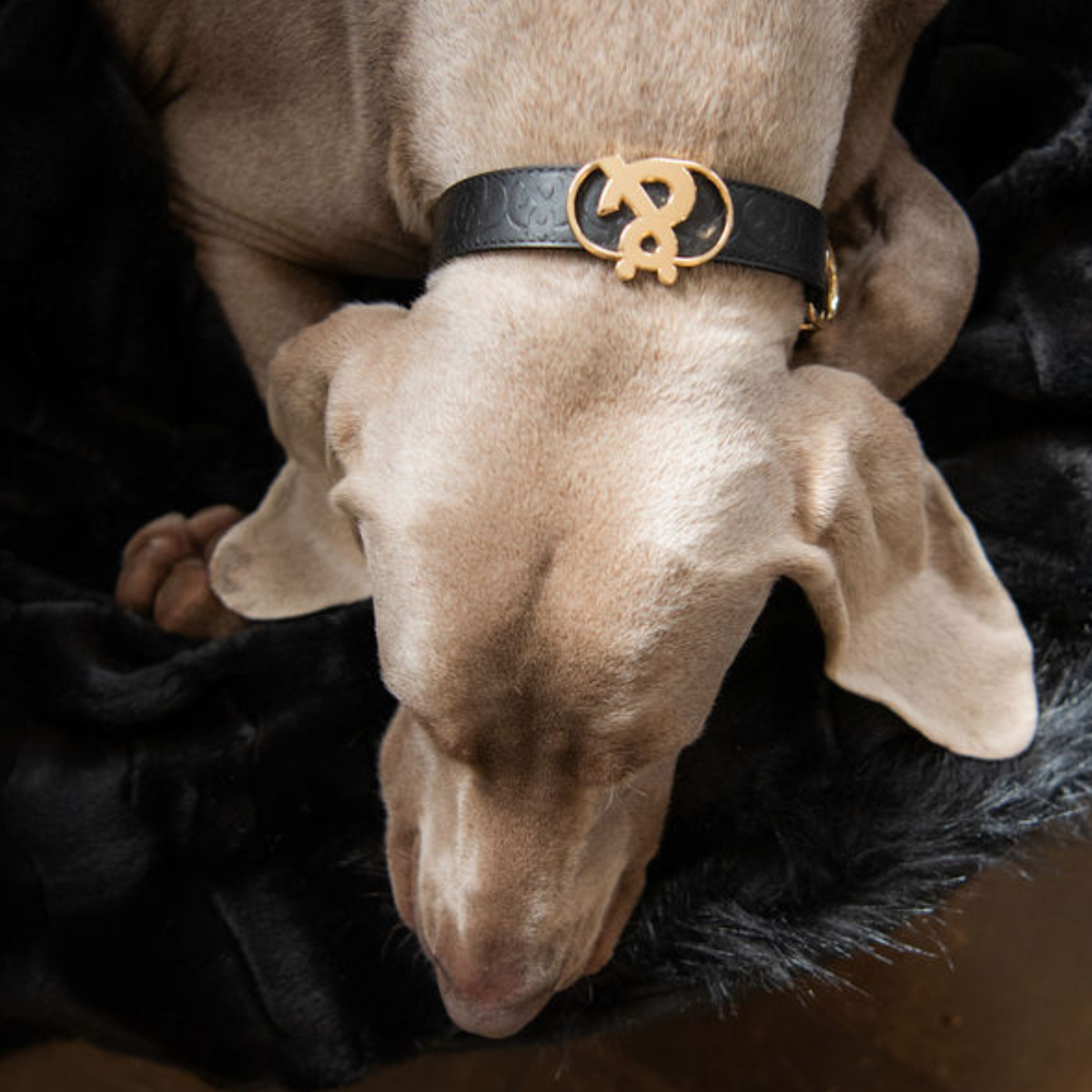 Balmain Leather Dog Collar