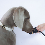 Clovelly Chew & Chase - Rufus & Coco Australia