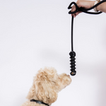 Clovelly Chew & Chase - Rufus & Coco Australia