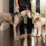 Balmain Dual Leather Lead Connection - Rufus & Coco Australia