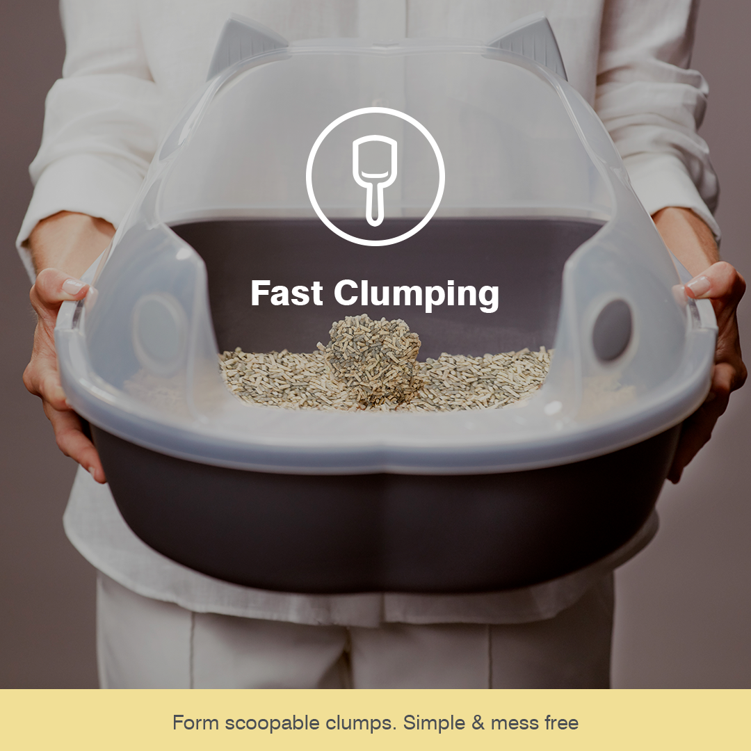 Coco kitty litter online