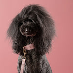 Berlin Leather Collar & Lead Set (Rose Gold)