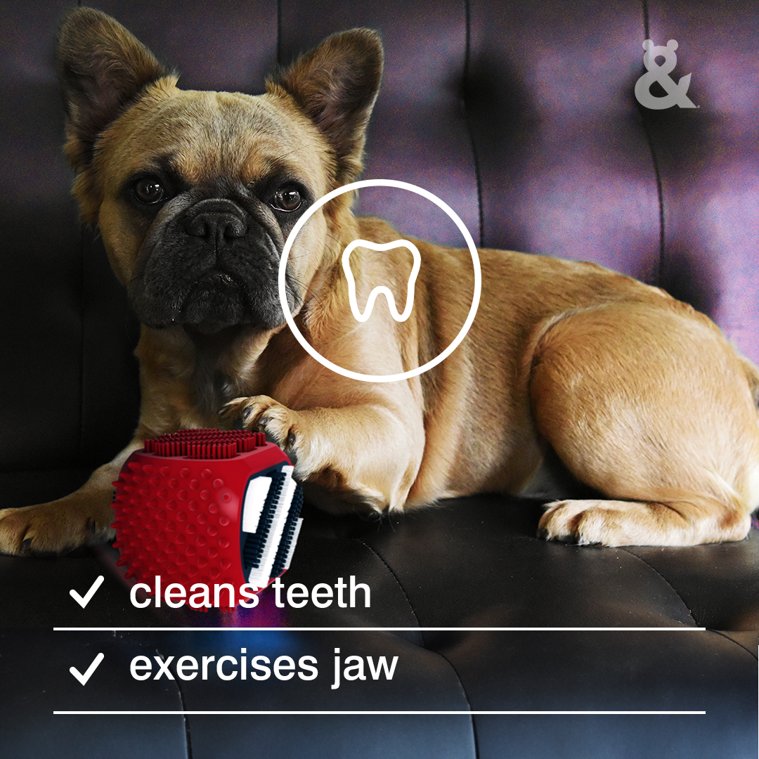 Clean & Chew Dental Toy - Rufus & Coco Australia