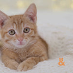 Kitten Starter Bundle