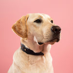 Rufus & Coco's Berlin Navy leather dog collar is made from 100% quality leather. Each collar is finished with premium gold hardware and studs for style and durability. The Navy leather dog collar is available in 4 sizes.