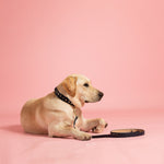 Rufus & Coco's Berlin navy leather dog lead is made from quality leather. Each lead is finished with premium gold hardware and studs for style and durability. Suitable for dogs of all sizes, this 100% leather dog lead is 120cm long.