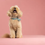 Rufus & Coco's Paris light blue leather dog collar is made from 100% quality leather. Each collar is finished with light blue stitching, matching leather tassles and premium silver hardware for style and durability. This fashionable light blue leather dog collar is available in 4 sizes.