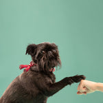 Rufus & Coco's Paris red leather dog lead is made from quality leather. Each lead is finished with premium silver hardware and studs for style and durability. Suitable for dogs of all sizes, this 100% red leather dog lead is 120cm long.