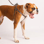 The Bronte Dog Harness is designed to fit comfortably and securely around your dog's shoulders and chest. It prevents pressure around your dog's neck and makes walking a lot more comfortable. Available in two sizes and 3 colours - red, navy and leopard print. 